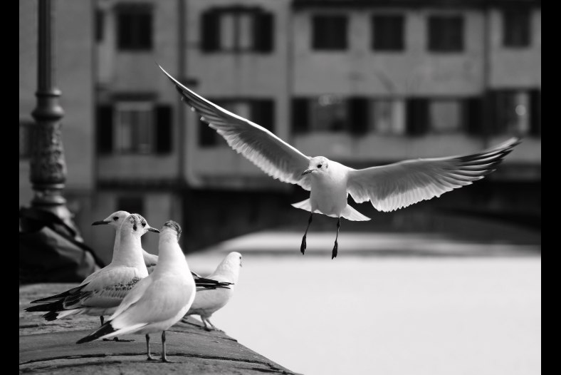 Albatross in Florence